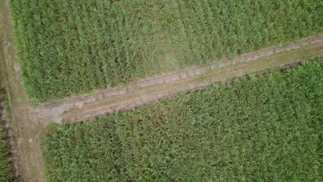 vista aérea de campos y un camino en medio de la naturaleza