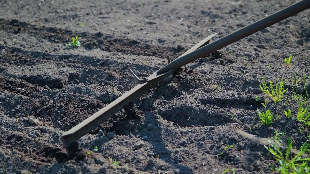 Hand pulled iron rake breaks dry soil clumps in slow motion in spring sunlight