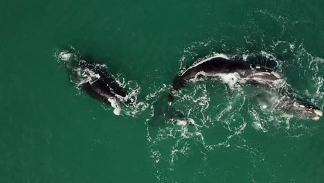 imágenes aéreas de ballenas francas australes nadando juntas