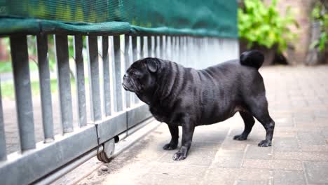 old black pug standing at gate, looking at camera then out of gate, full body view