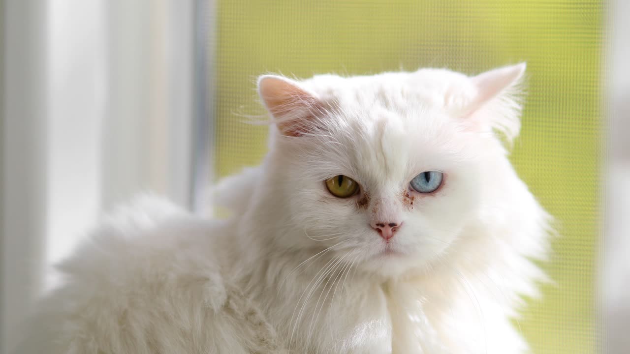 домашний кот с полной гетерохромией. белая кошка с разными глазами сидит у окна.