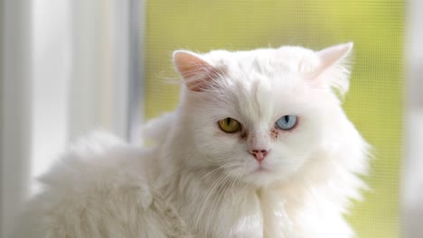 domestic cat with complete heterochromia. white cat with different colored eyes is sitting by the window.