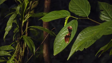 polilla de la familia apatelodidae que descansa sobre una hoja, conocida por sus alas delanteras alargadas y apariencia camuflada