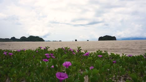 Field-with-beautiful-pink-flowers-next-to-beach-at-the-andaman-sea-at-Tanjung-Rhu-beach,-Langkawi