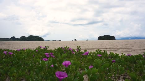 campo con hermosas flores rosadas junto a la playa en el mar de andamán en la playa de tanjung rhu, langkawi