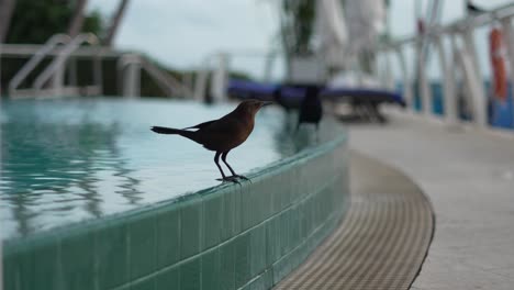 bird on edge of infinity pool golden hour miami