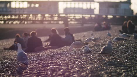 Möwe-Am-Strand-Mit-Menschen-Im-Hintergrund