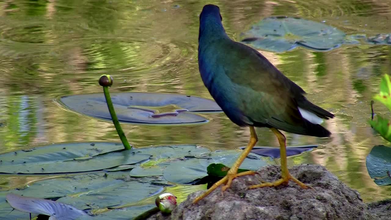 пурпурный галлинул пробирается через воду в эверглейдс во флориде