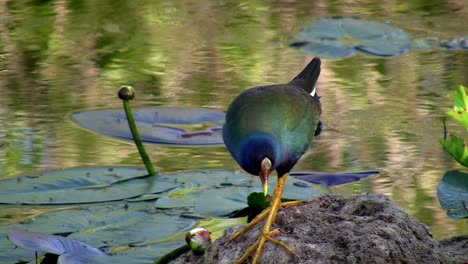 a purple gallinule wades through the water in the everglades florida