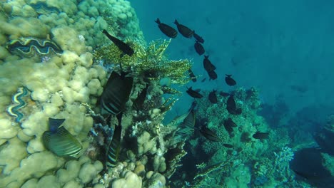 Arrecife-De-Coral-Del-Mar-Rojo-Egipto-Agua-Peces-Tropicales-Imágenes-Submarinas