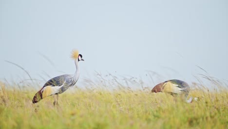 two grey crowned cranes grazing in tall grasslands close, feeding on the grasses in bright sunlight, windy conditions in the masai mara north conservancy