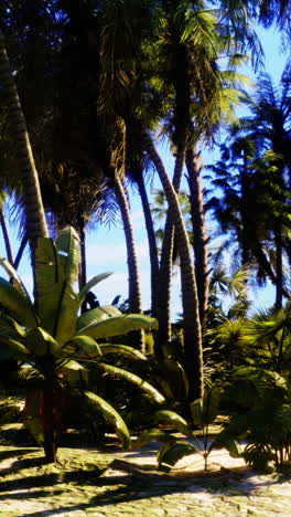 tropical paradise: a lush forest of palm trees