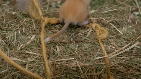 pequeño heno de ratón