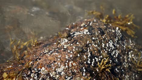 top down view of sea snails latched onto rock in intertidal zone, slow motion water waves around