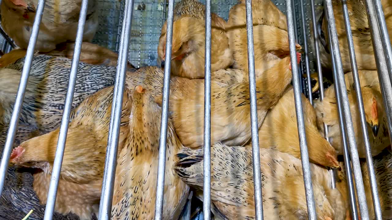 Frango vivo à venda em gaiola de ferro, limpo e de alta qualidade, em mercado húmido de Hong Kong