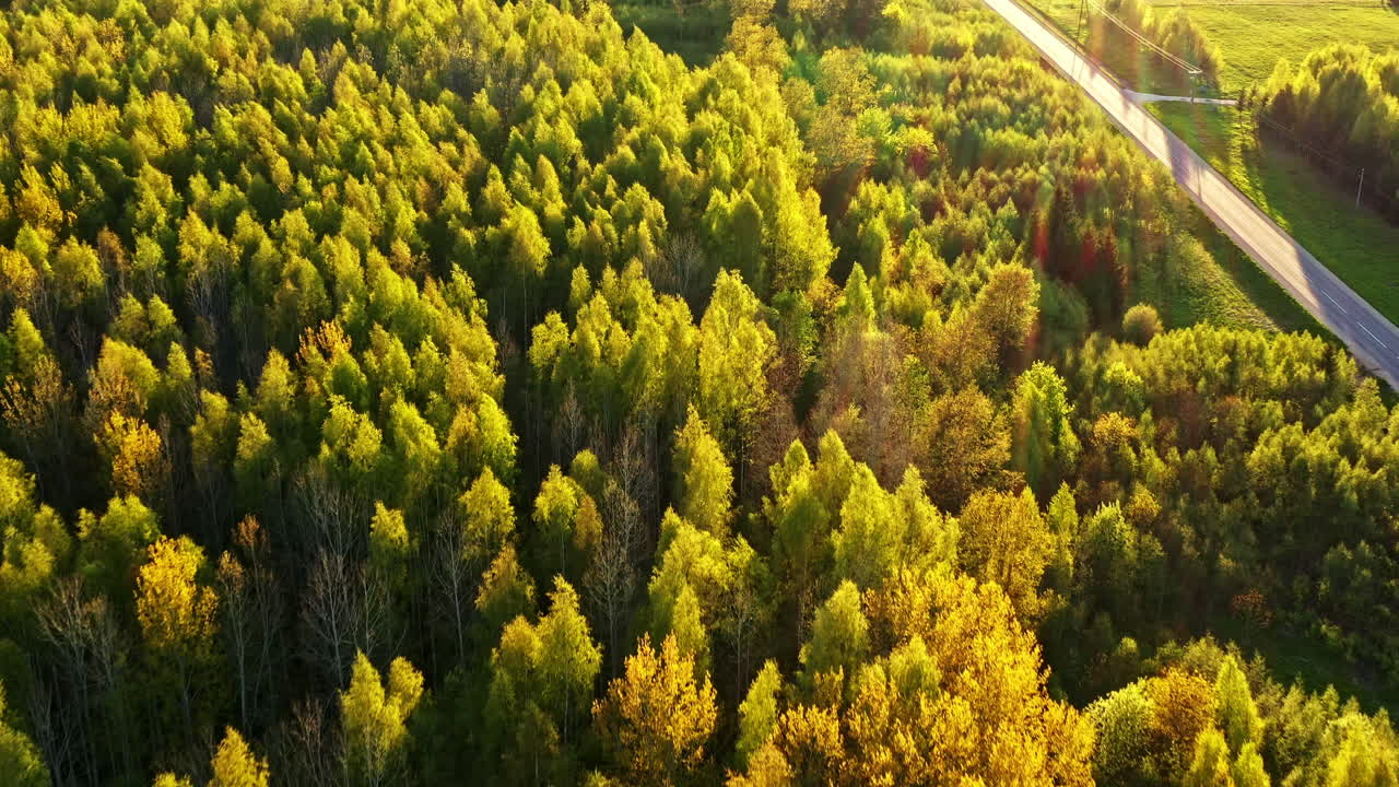 Sunlit forest canopy in spring with tall trees glowing in warm evening light, natural background