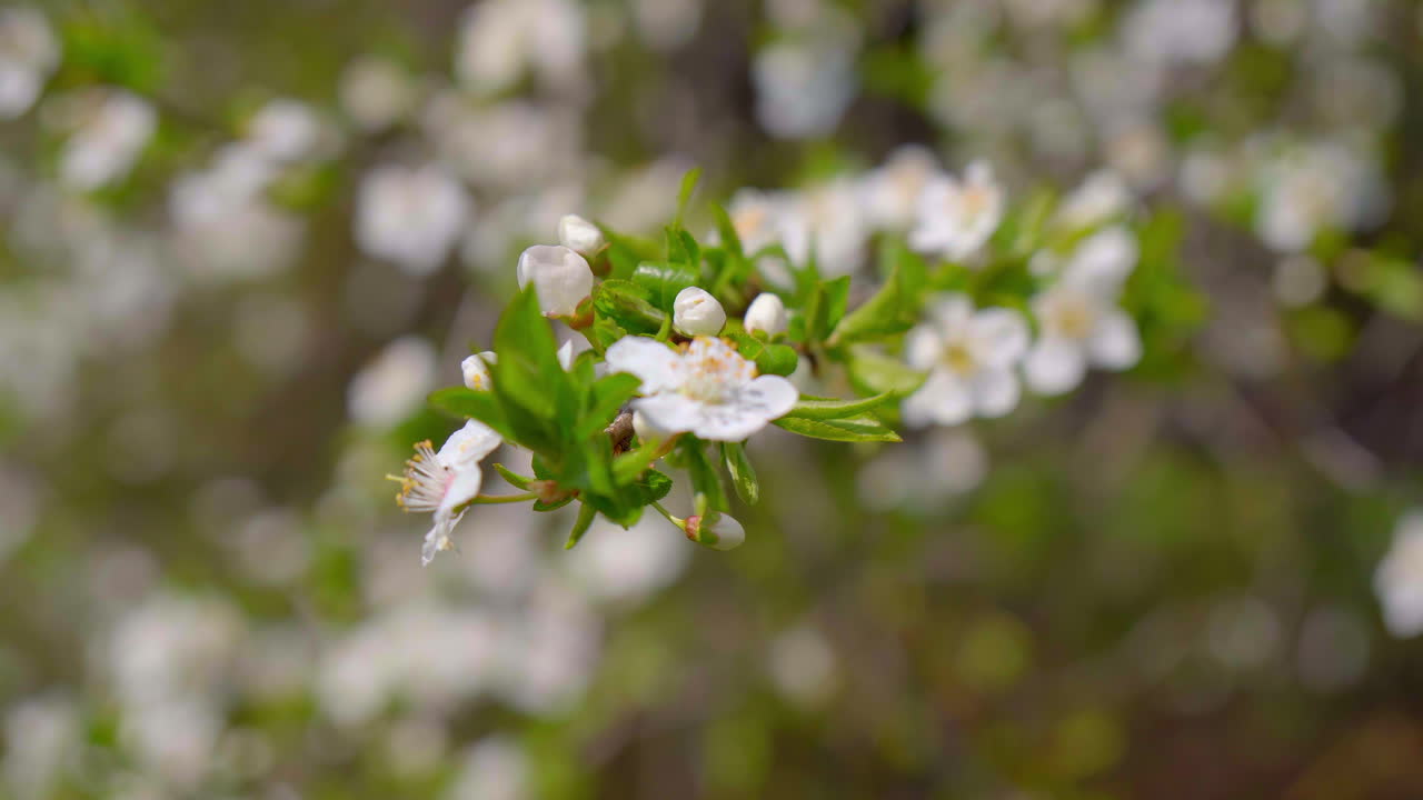 primer plano de ramas cubiertas de colores floridos