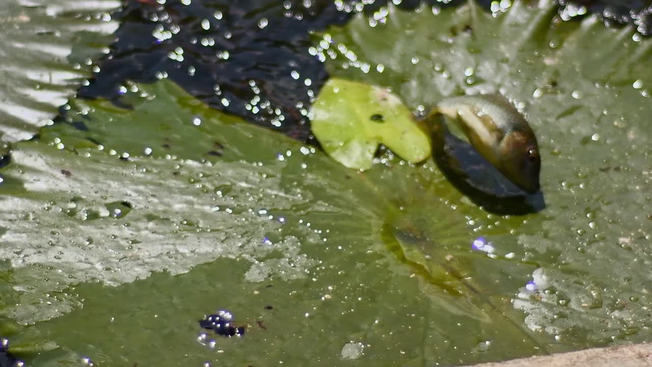feeding very hungry fish on a local park