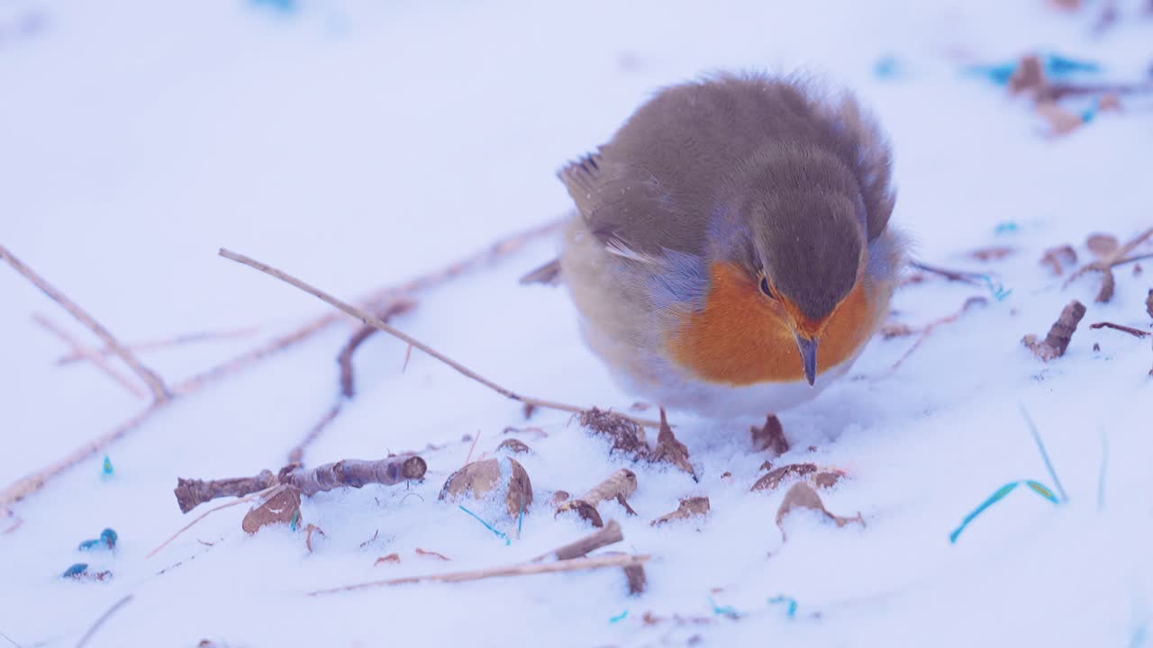 Rotkehlchen pickt eisigen Schnee für Trinkwasser