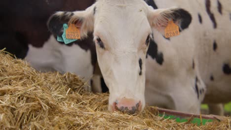 a close up shot of a very young cow eating some hay and enjoying itself