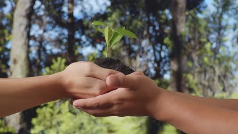 close up of farmers helping each other holding black dirt mud with a tree sprout in the hands crop in the forest