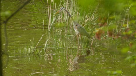 great blue heron patiently waits in water for prey to come into striking range