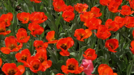 slow motion top view of red tulips field