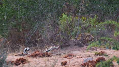 el leopardo africano escondiéndose detrás del arbusto el caminar lejos