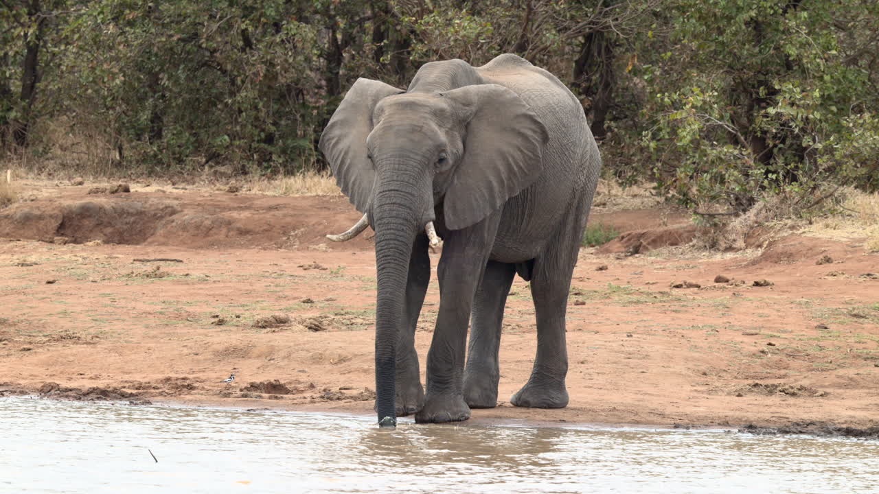 elefante africano caminando al lado de un pozo de agua y comienza a beber, cámara lenta