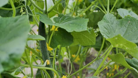 Small-cucumbers-growing-on-plant