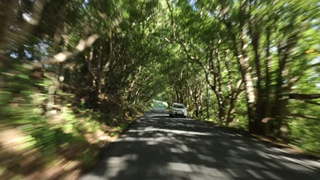 fast-paced journey on a tree-lined country road