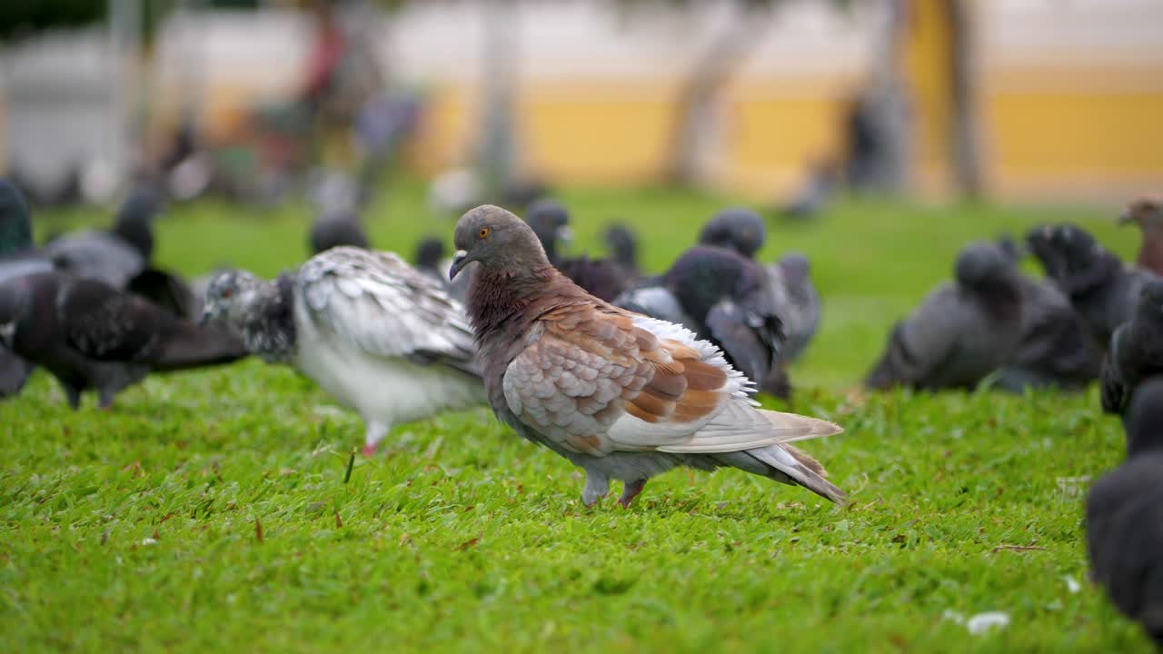 Primer plano de una paloma de roca marrón y gris acicalándose las plumas en un exuberante césped verde. Toma amplia.