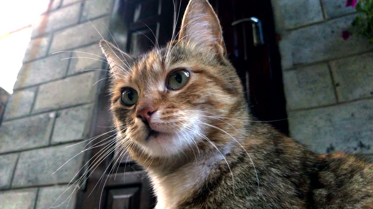 Ritratto di gatti rossi all'aperto.