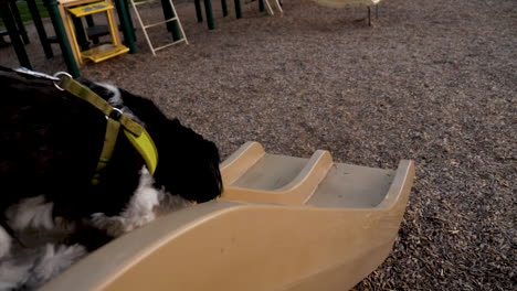 Small-dog-sliding-down-playground-slide