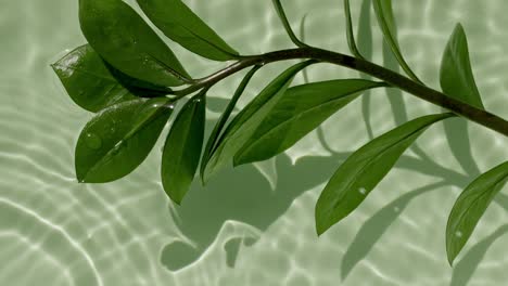 tropical palm leaf on the water surface. water splash green colored. pure water with reflections sunlight in slow motion. motion clean swimming pool ripples and wave. 4k