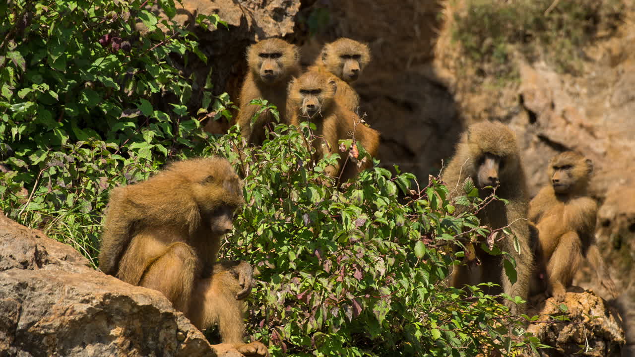 babuinos en el entorno natural