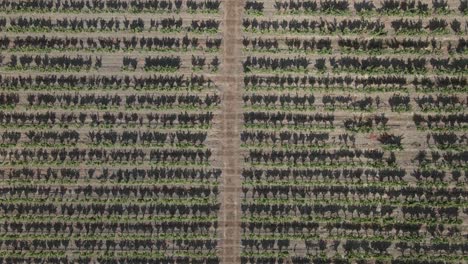 grape vine shadows make repeating pattern in vertical vineyard aerial