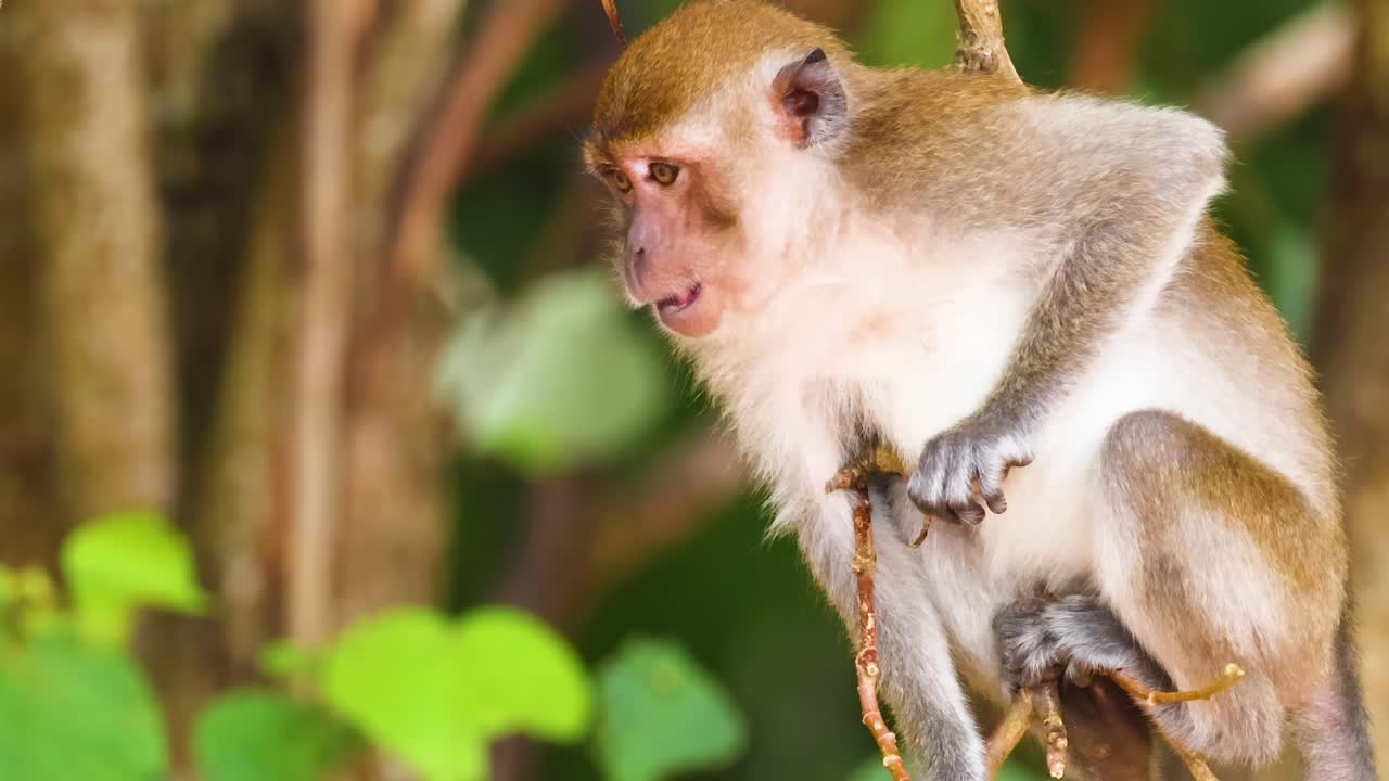 A curious monkey sits on a branch surrounded by vibrant green leaves and tree trunks.