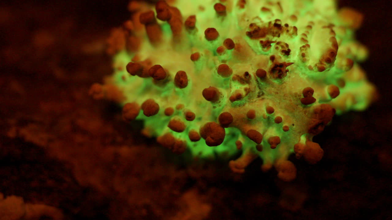 Il fungo bioluminescente, Panellus Stipticus, brilla al crepuscolo