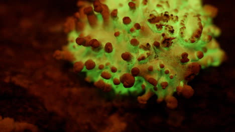 the bioluminescent fungus, panellus stipticus glows in twilight