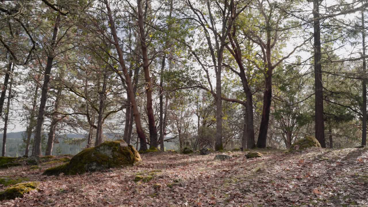 Roca con musgo que marca una tumba en un bosque apartado a la hora dorada - 4K.