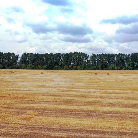 drone view on the agricultural field background outdoors. yellow field with a lot of pressed bales scattered on the green trees background under cloudy sky.