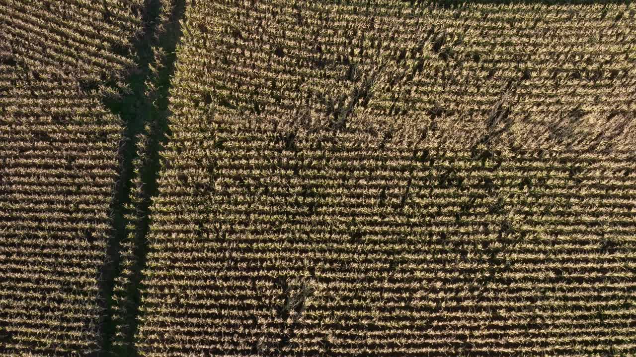 campo de maíz con tallos de maíz marrón cae antena estacional