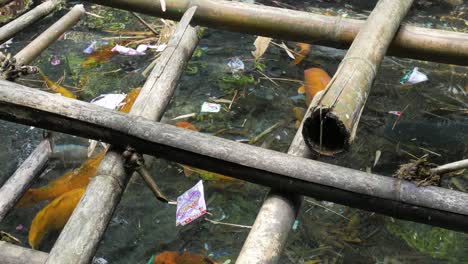 fish swimming in a pound full of plastic