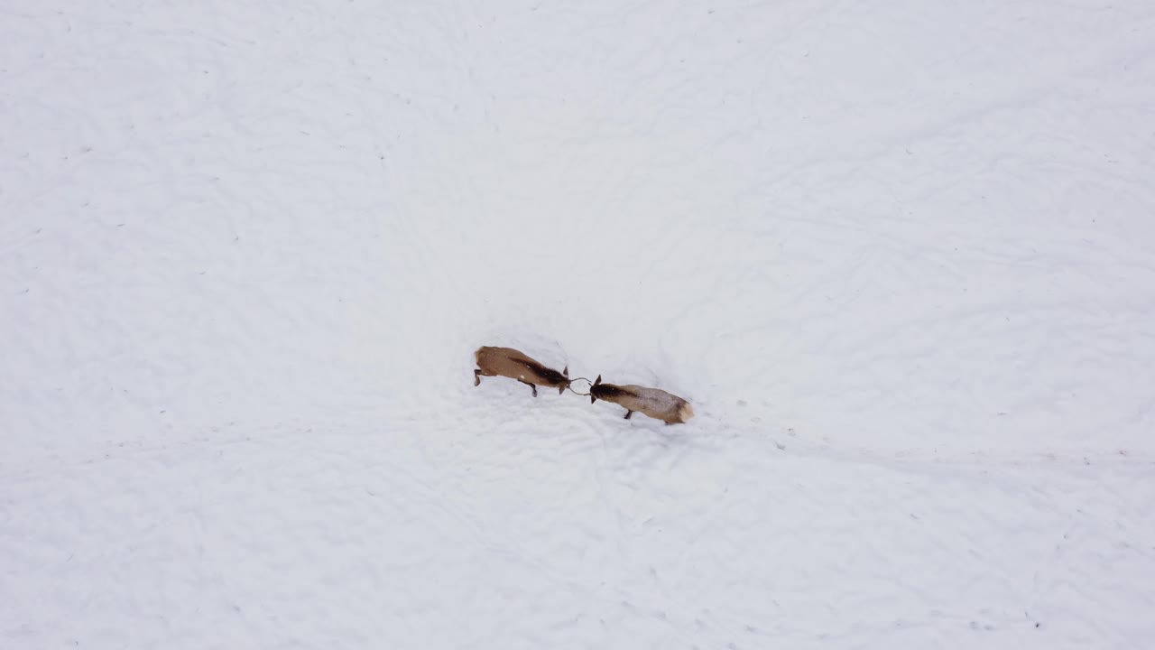 젊은 엘크 황소 마상 장난 공중 오버 헤드