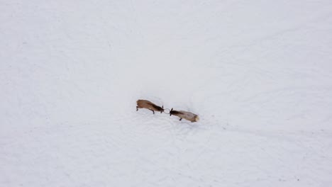 young elk bull jousting playfully aerial overhead