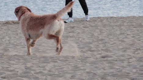 해변과 잔디을 즐기는 개