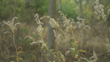 Plantas-Difusas-Ondeando-En-La-Brisa,-En-El-Bosque,-En-Cámara-Lenta