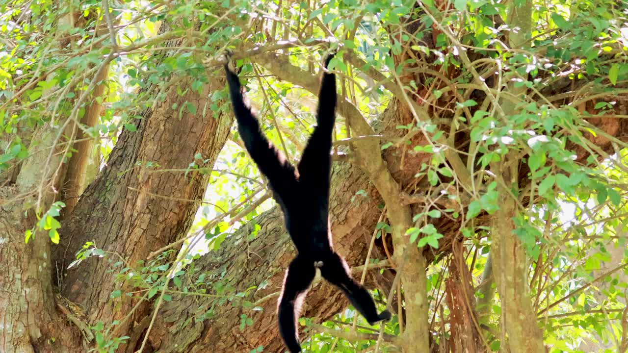 Gibbon gracefully swings through lush forest canopy