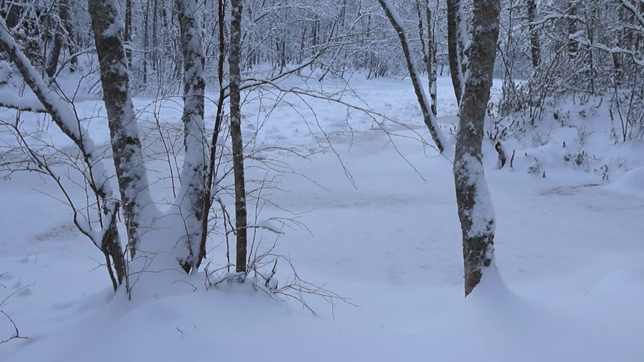 Gorgeous footage of a winter forest with large trees covered in white snow that are in front of a frozen lake that is also covered in fluffy white snow during cold day.